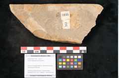 Foto (Objekt + Etikett) von Voltzia heterophylla Brongniart (NHMW-GEO-2024-0188-11135)